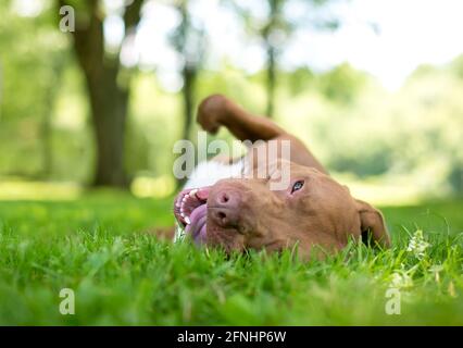 Une race mixte Pit Bull Terrier rouge et blanc heureux chien roulant dans l'herbe Banque D'Images