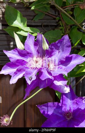 Clematis fleurs violet Banque D'Images