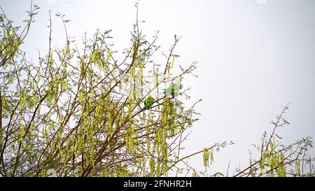 Deux perroquets assis sur les branches de l'acacia. Perroquets mangeant des gousses suspendues d'acacia. Gousses rondes ou haricots de feuilles d'acacia ou de Babool bleu Banque D'Images