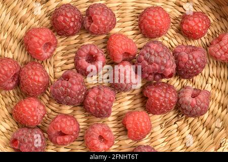 Plusieurs framboises rouges sombres organiques, macro, sur un tapis de paille, vue de dessus. Banque D'Images