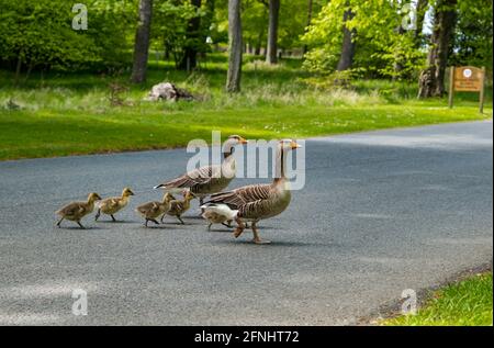 Archerfield Estate, East Lothian, Écosse, Royaume-Uni, 17 mai 2021. Météo au Royaume-Uni : oisons sous le soleil : une paire d'oies grisées avec six dés de gotins en danger traversant la route à travers le domaine Banque D'Images