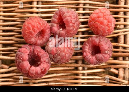 Plusieurs framboises rouges foncées organiques sur un plateau de vigne en osier, gros plan, vue de dessus. Banque D'Images