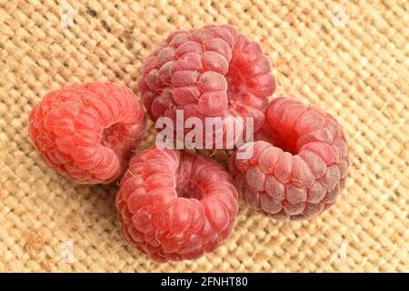 Plusieurs framboises rouges foncées organiques sur le tissu de jute, gros plan, vue du dessus. Banque D'Images