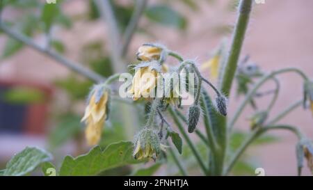 Jeune plante verte écologique de tomate en fleur de printemps, fleurs jaunes gros plan Banque D'Images