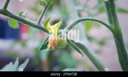 Jeune plante verte écologique de tomate en fleur de printemps, fleurs jaunes gros plan Banque D'Images