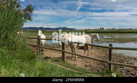 Cheval reposant derrière la clôture dans un champ à Barcelone, Espagne. Banque D'Images