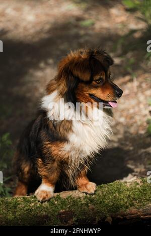 Le petit chiot de race mixte marron se tient avec ses pattes sur le chemin étroit de la forêt. Le chien de Mongrel pose près d'un arbre déchu envahi par de la mousse verte. Marchez sans fil Banque D'Images