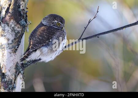 Eurasian Pygmy Owl Banque D'Images