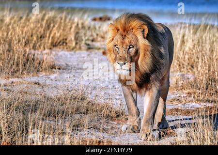 lion dans la lumière du matin, parc national d'Etosha, Namibie Banque D'Images