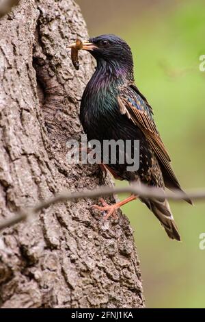 Starling avec un bec plein d'insectes à une nidification trou pour nourrir les jeunes Banque D'Images