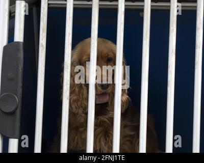 chien d'épagneul cocker en cage qui vous regarde Banque D'Images