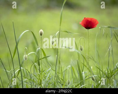 champ de fleurs de pavot rouge déplacé par le vent Banque D'Images