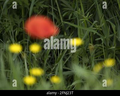 champ de fleurs de pavot rouge déplacé par le vent Banque D'Images