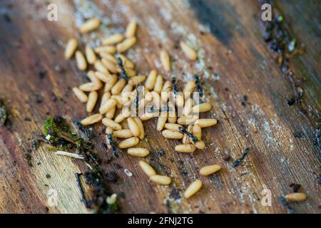Larves de menuisier noir (Camponotus pennsylvanicus) - Etats-Unis Banque D'Images