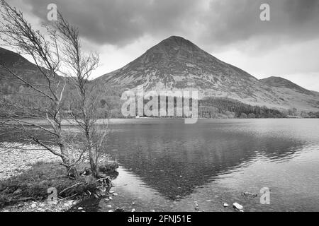 Image en noir et blanc d'un arbre sur les rives de Crummock Water, Lake District, Cumbria, Angleterre, Banque D'Images