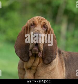 tête de chien de sang regardant l'appareil photo Banque D'Images