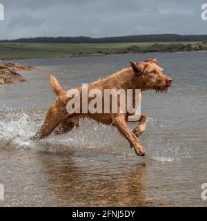 Le chien hongrois de Wirehacheveux Vizsla qui coule dans l'eau dans un lac Banque D'Images