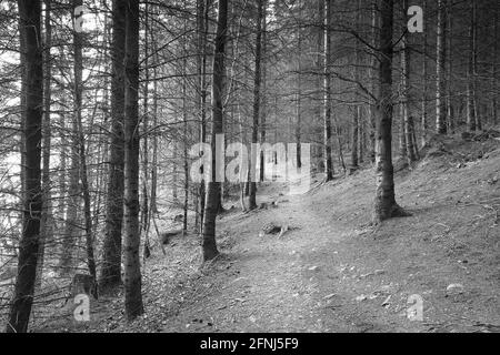 Image en noir et blanc d'un sentier traversant une forêt, Lake District, Angleterre, Royaume-Uni. Banque D'Images