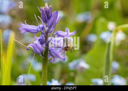 Miel abeille pollinisant une fleur bleue espagnole envahissante. Banque D'Images