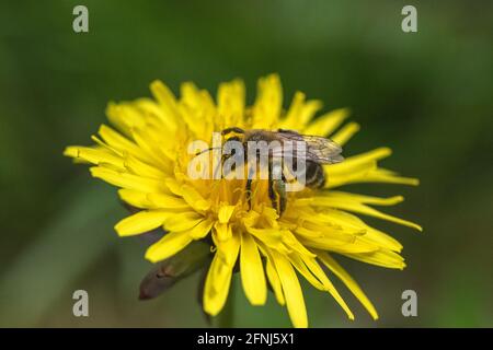 Miel abeille pollinisant une fleur de pissenlit. Banque D'Images