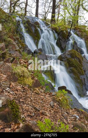 Petite cascade sur le Tom Gill près de Tarn Hows, Coniston, Cumbria. Banque D'Images