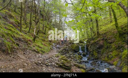 Petite cascade sur le Tom Gill près de Tarn Hows, Coniston, Cumbria. Banque D'Images