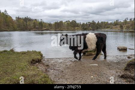 Belted Galloway est une race écossaise traditionnelle de bovins de boucherie. Banque D'Images