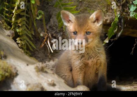 Red Fox Cub, Kit assis à l'entrée de son Den, Nest UK Banque D'Images