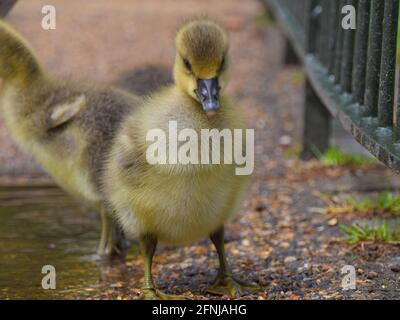 Londres, Royaume-Uni. 17 mai 2021. De très jeunes bébés d'oie graylag explorent leurs environs à St James's Park, dans le centre de Londres. Credit: Vuk Valcic / Alamy Live News Banque D'Images