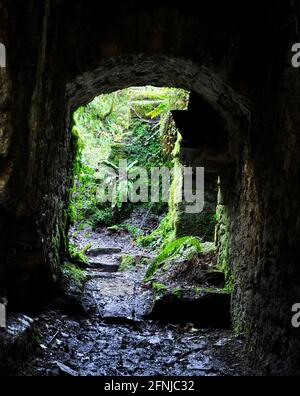 A l'intérieur des ruines de l'ancienne usine de fer, les mells , les ouvrages inférieurs de Fussells.Ceci est un site biologique d'intérêt scientifique spécial, dans la vallée de Wadbury Banque D'Images