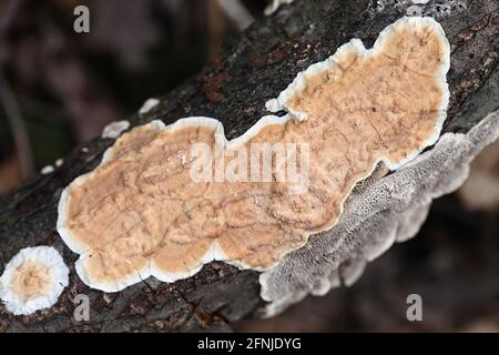 Byssomerulius corium, champignon de la croûte en réseau, polypore sauvage de Finlande Banque D'Images