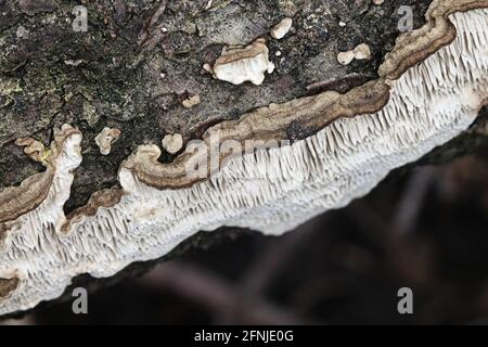 Datronia mollis, connue sous le nom de Mazegill commun, est un champignon de la Finlande Banque D'Images