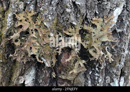 Lobaria pulmonaria, connue sous le nom d'arbre lungwort, lichen pulmonaire, mousse pulmonaire, lichen lungwort, poumons de chêne ou lungwort de chêne Banque D'Images