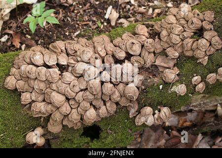 Lycoperdon pyriforme, connue comme la vesse en forme de poire ou des souches de champignons sauvages, vesse-de Finlande Banque D'Images