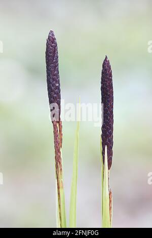 Carex nigra ssp. Juncella, connue sous le nom de carex commun, de carex noir ou de carex noir lisse Banque D'Images