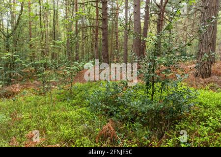 Végétation de sous-étage dans une plantation forestière de pin sylvestre (Pinus sylvestris) à Surrey, au Royaume-Uni, incluant rowan, houx et myrtille Banque D'Images