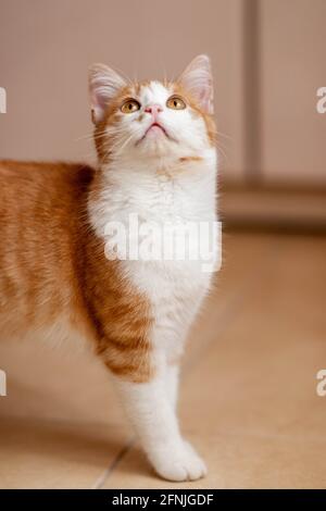 Chat blanc gingembre debout sur un sol carrelé intérieur. Portrait d'un chat domestique Banque D'Images