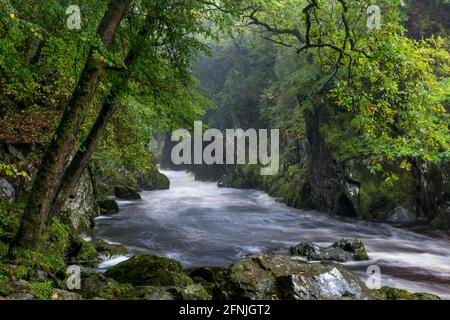 Fairy Glen gorge - River Conwy, près de Betws-y-Coed, parc national de Snowdonia, comté de Conwy, pays de Galles, ROYAUME-UNI Banque D'Images