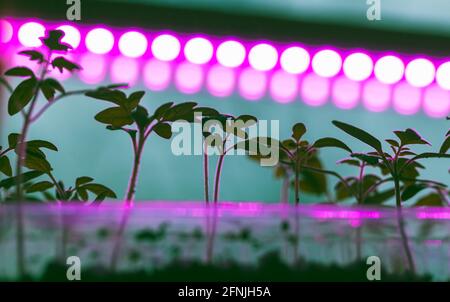 Les plantules vertes poussent dans des boîtes en plastique sous une lampe phyto à spectre complet. Système d'éclairage agricole intérieur Banque D'Images