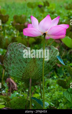 Lotus ou fleur rose. Gros plan avec mise au point sélective et douce Banque D'Images