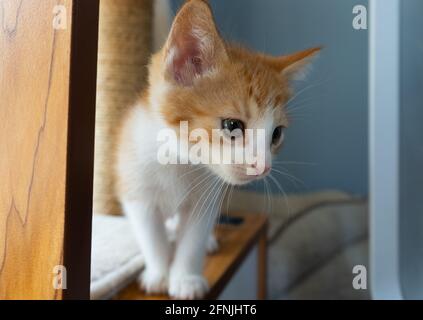 Un tabby au gingembre avec chaton blanc est sur un bois arbre de chat Banque D'Images