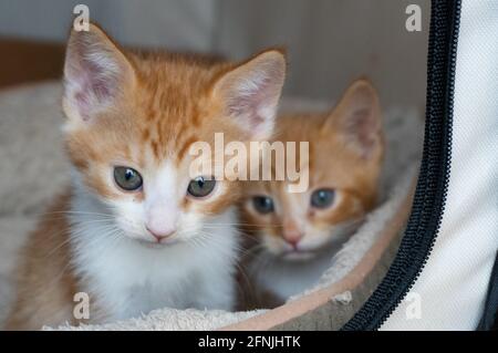 Deux chatons -- gingembre avec tabbies blancs -- s'assoient dans un lit de chat Banque D'Images