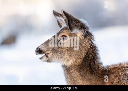 En hiver, de magnifiques cerfs mulets femelles se rapprochent de la tête avec les yeux, les oreilles et la neige sur le visage. Sauvages, déers canadiens. Banque D'Images