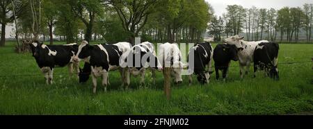 Neuf vaches frisonnes Holstein regardant le photographe. C'est un bel environnement rural en Allemagne, près de la frontière néerlandaise. Banque D'Images