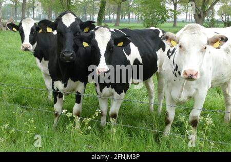 Quatre vaches frisonnes Holstein regardant curieux le photographe. C'est un bel environnement rural en Allemagne, près de la frontière néerlandaise. Banque D'Images