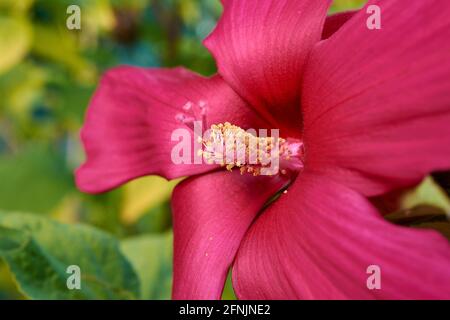 Gros plan d'une fleur rose. Banque D'Images