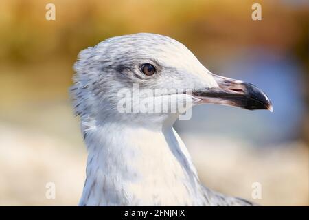 Gros plan d'un curieux mouette de mer. Banque D'Images