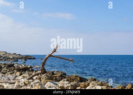 Un arbre jeté au bord de la mer par une tempête. Banque D'Images