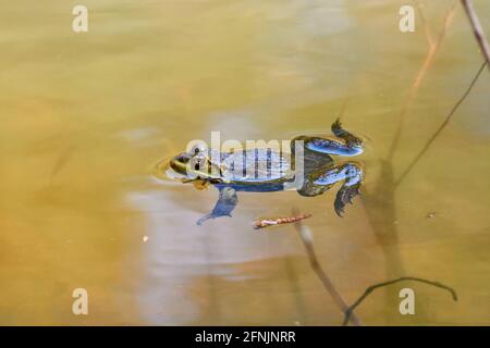 La grenouille nage sur l'eau de l'étang. Banque D'Images