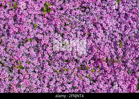 De belles petites fleurs violettes couvrent le lit de fleurs comme une moquette. Banque D'Images